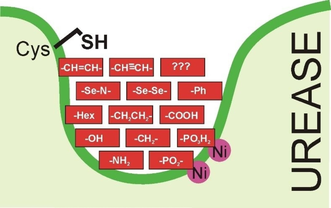 Rational Development of Bacterial Ureases Inhibitors