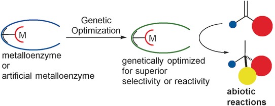 Genetic Optimization of Metalloenzymes: Enhancing Enzymes for Non-Natural Reactions