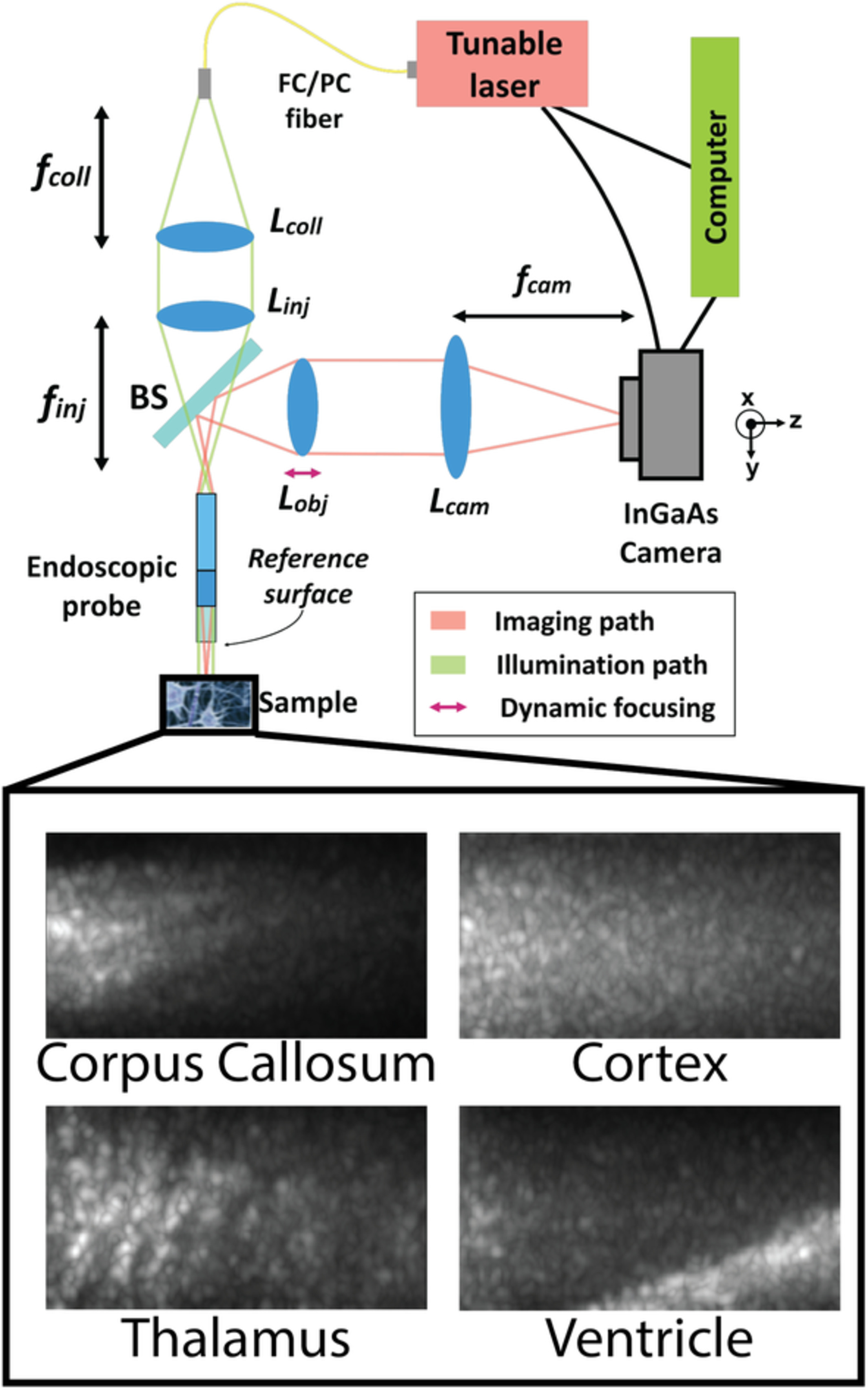 Full-field swept-source optical coherence tomography and neural tissue classification for deep brain imaging