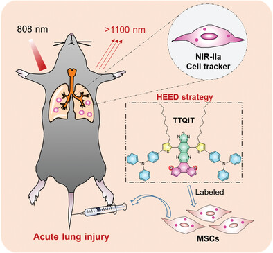 Promoted NIR-II Fluorescence by Heteroatom-Inserted Rigid-Planar Cores for Monitoring Cell Therapy of Acute Lung Injury