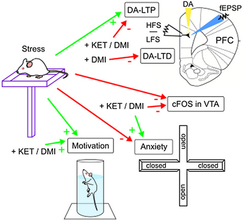 Facilitation of dopamine-dependent long-term potentiation in the medial prefrontal cortex of male rats follows the behavioral effects of stress