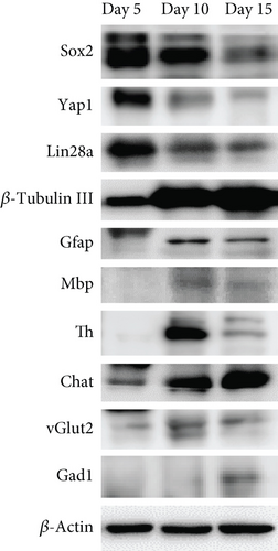 Details are in the caption following the image