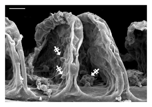 Details are in the caption following the image