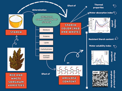 Relations Between Amylose Content and Physicochemical Properties of Starches from White and Red Sorghum Varieties