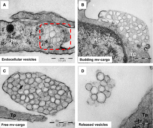 Details are in the caption following the image