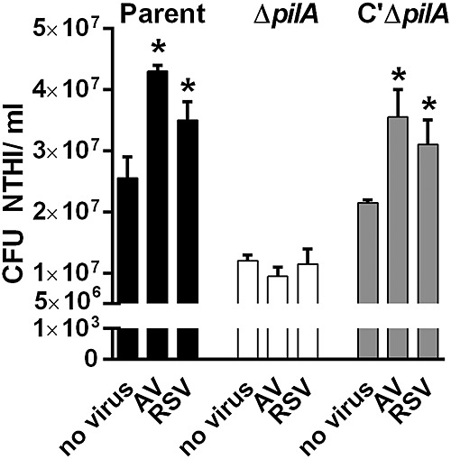 Intercellular adhesion molecule 1 serves as a primary cognate receptor for the Type IV pilus of nontypeable Haemophilus influenzae