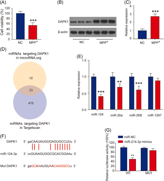 LncRNA MALAT1 targeting miR-124-3p regulates DAPK1 expression contributes to cell apoptosis in Parkinson's Disease