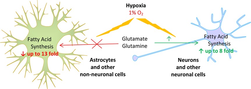 Fatty acid biosynthesis from glutamate and glutamine is specifically induced in neuronal cells under hypoxia