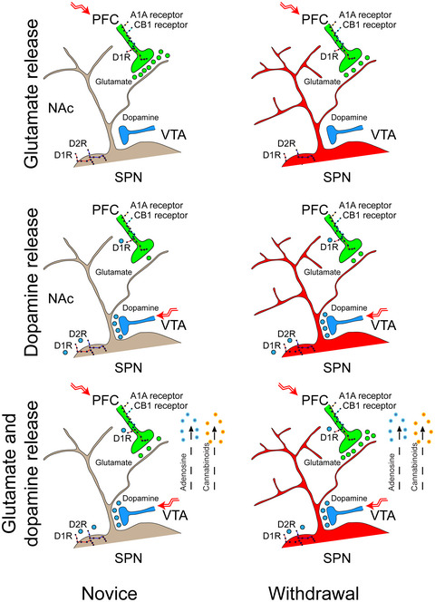 Corticostriatal plasticity in the nucleus accumbens core