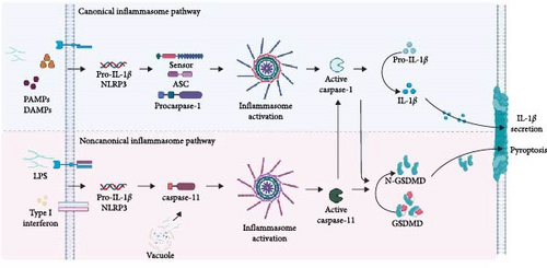 Details are in the caption following the image Details are in the caption following the image