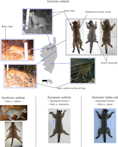 Details are in the caption following the image Details are in the caption following the image