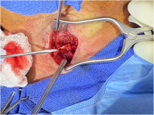 Details are in the caption following the image Details are in the caption following the image