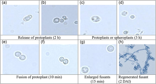RETRACTED: Molecular insights into development of Trichoderma interfusants for multistress tolerance enhancing antagonism against Sclerotium rolfsii Sacc