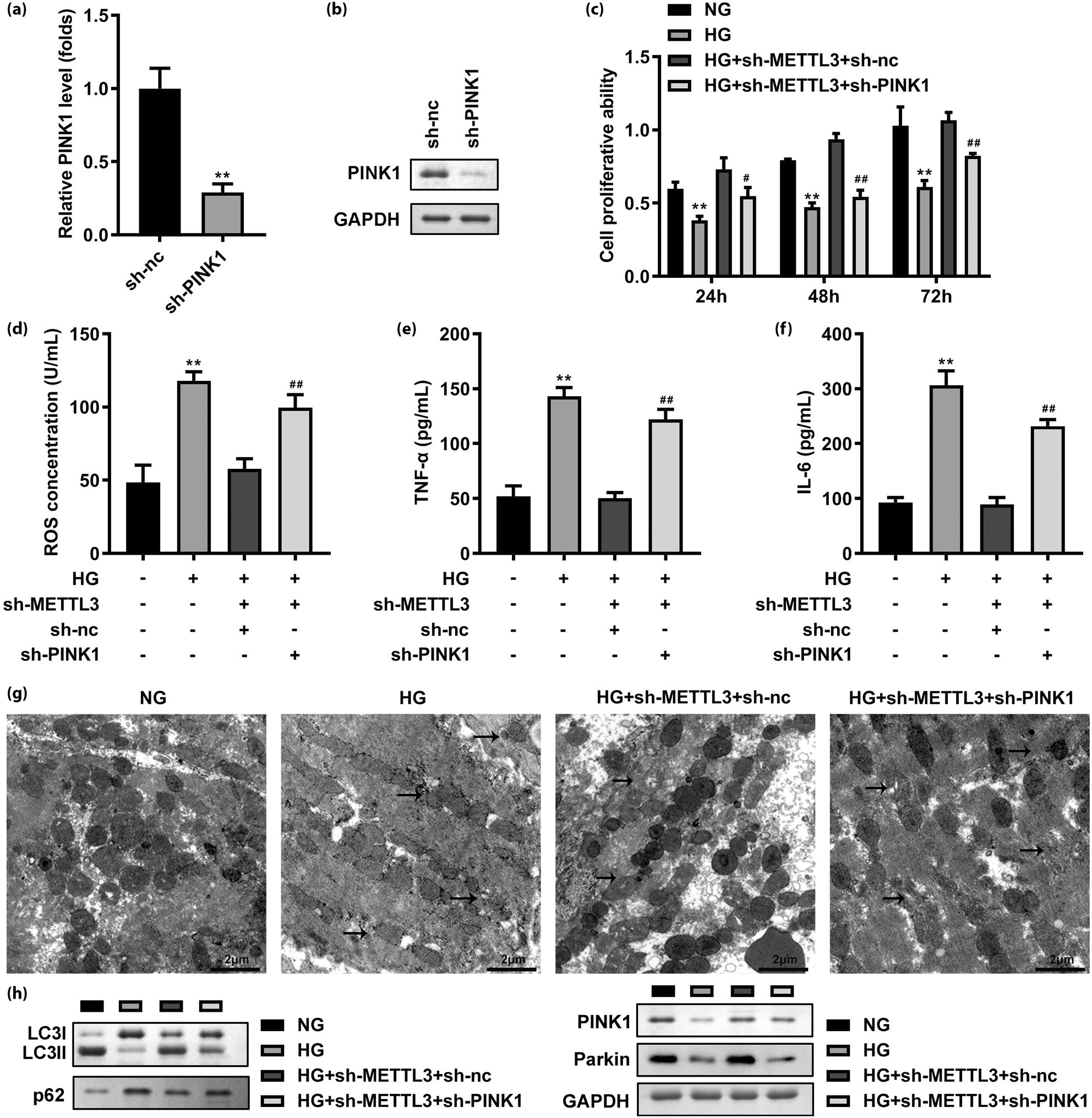 METTL3/YTHDF2 m6A axis mediates the progression of diabetic nephropathy through epigenetically suppressing PINK1 and mitophagy