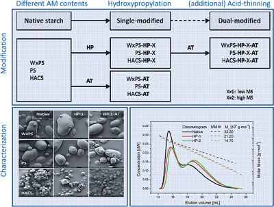Modification of Starches with Different Amylose/Amylopectin-Ratios Using the Dual Approach with Hydroxypropylation and Subsequent Acid-Thinning—Impacts on Morphological and Molecular Characteristics