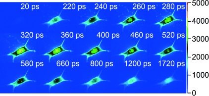 In Vitro and Intracellular Production of Peptide-Encapsulated Fluorescent Silver Nanoclusters