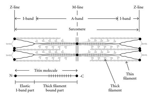 Details are in the caption following the image