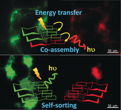 Visualization of Stereoselective Supramolecular Polymers by Chirality-Controlled Energy Transfer
