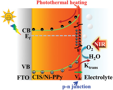 Polypyrrole Serving as Multifunctional Surface Modifier for Photoanode Enables Efficient Photoelectrochemical Water Oxidation