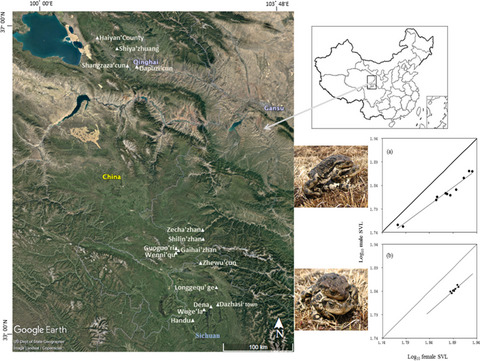 Evolution of sexual dimorphism in an endemic toad of the Qinghai–Tibet plateau fails to obey Rensch’s rule
