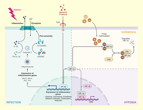 Details are in the caption following the image Details are in the caption following the image
