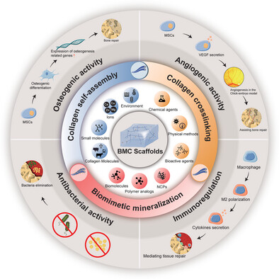 Biomimetic Mineralized Collagen Scaffolds for Bone Tissue Engineering: Strategies on Elaborate Fabrication for Bioactivity Improvement