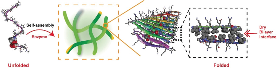 Enzymatic Control of the Conformational Landscape of Self-Assembling Peptides