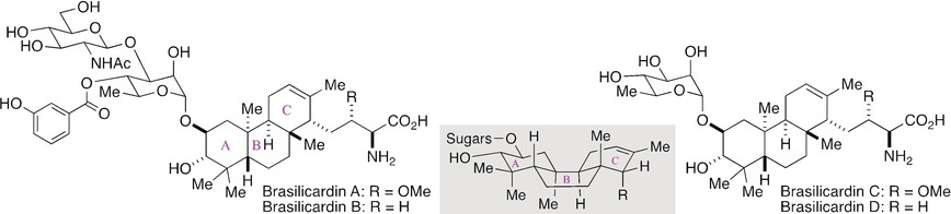 Asymmetric Total Synthesis of Brasilicardins