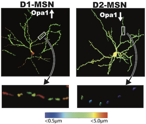 Differential mitochondrial morphology in ventral striatal projection neuron subtypes