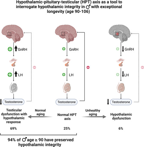 Integrity of hypothalamic–pituitary-testicular axis in exceptional longevity