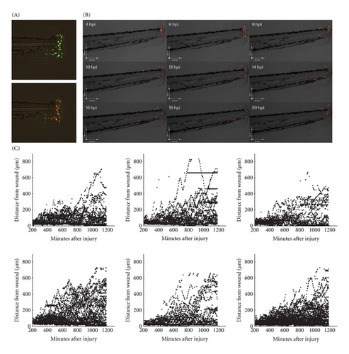 Details are in the caption following the image Details are in the caption following the image