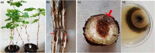 Details are in the caption following the image Details are in the caption following the image
