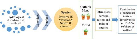 Fluctuated water depth with high nutrient concentrations promote the invasiveness of Wedelia trilobata in Wetland