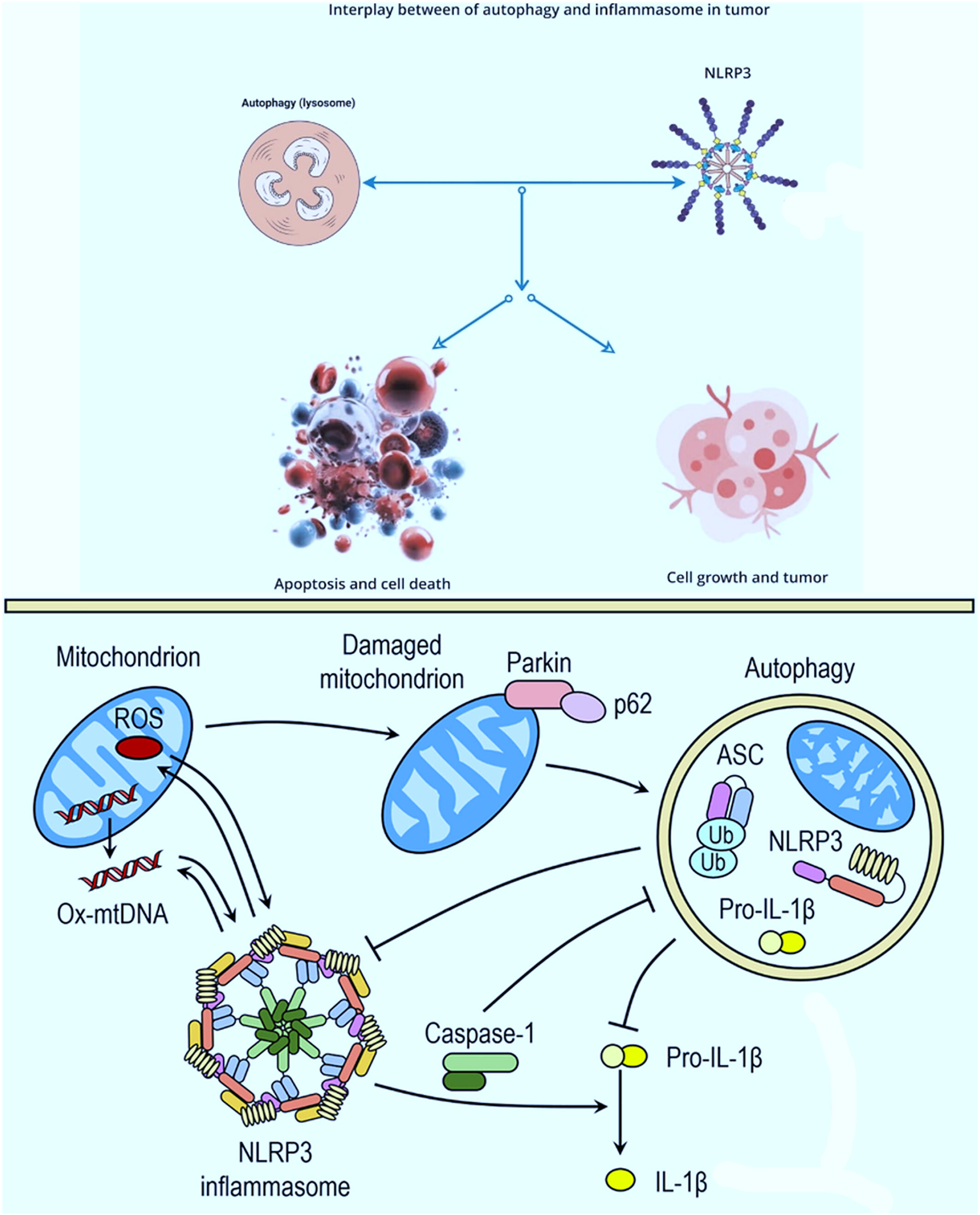A comprehensive analysis of the relationship between inflammasomes and autophagy in human tumors: Recent developments Issue 3, 2025