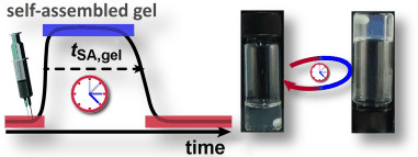 Biocatalytic Feedback-Driven Temporal Programming of Self-Regulating Peptide Hydrogels