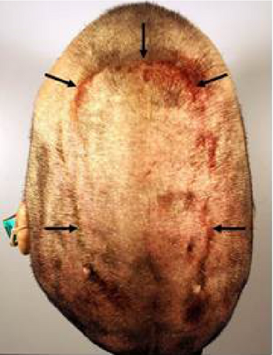 Details are in the caption following the image Details are in the caption following the image