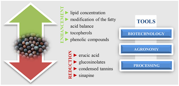 Current Research Developments on the Processing and Improvement of the Nutritional Quality of Rapeseed (Brassica napus L.)