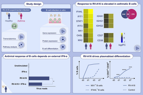 Experimental rhinovirus infection induces an antiviral response in circulating B cells which is dysregulated in patients with asthma