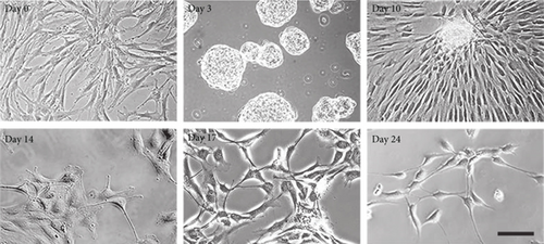 Details are in the caption following the image Details are in the caption following the image