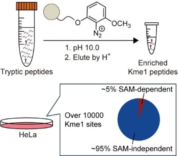 A Chemoselective Enrichment Strategy for In-Depth Coverage of the Methyllysine Proteome