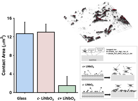 Label-free quantification of the effects of lithium niobate polarization on cell adhesion via holographic microscopy
