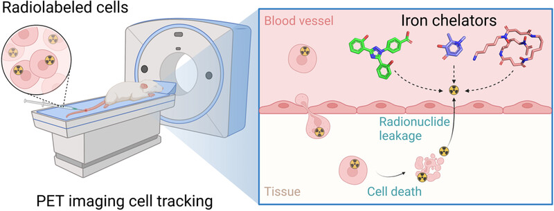 Repurposing iron chelators for accurate positron emission tomography imaging tracking of radiometal-labeled cell transplants