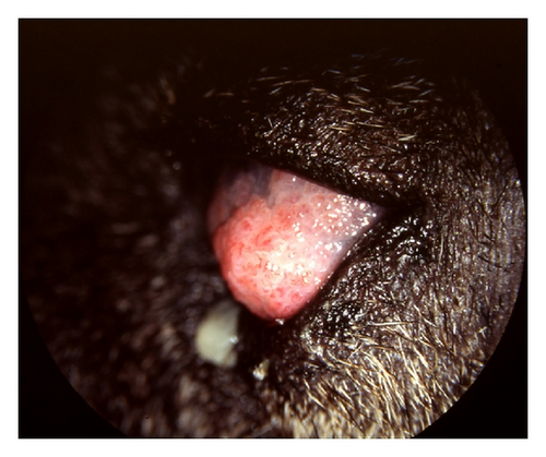 Details are in the caption following the image Details are in the caption following the image