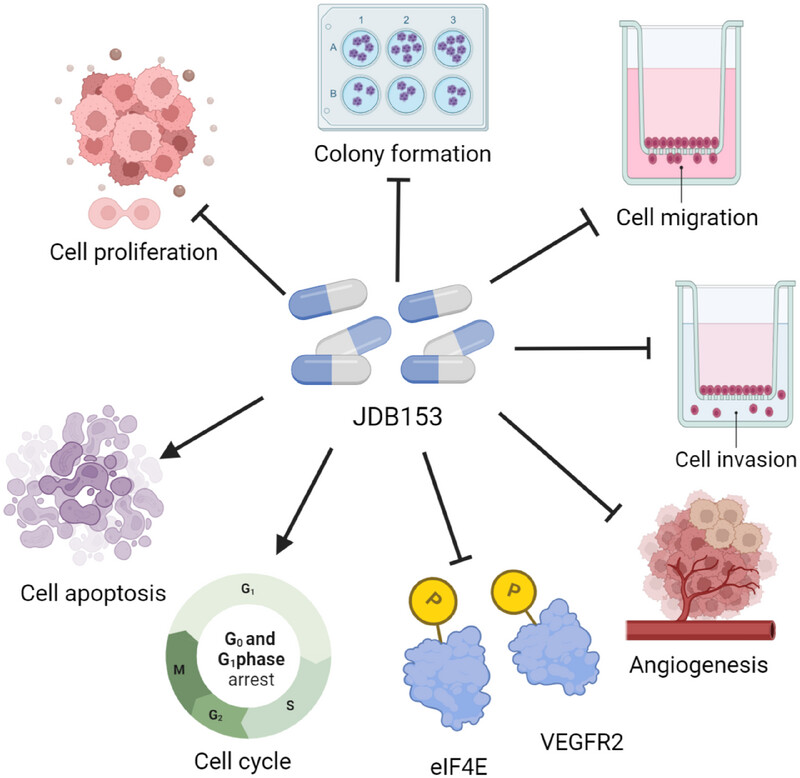 Dual MNK/VEGFR2 Inhibitor JDB153 Enhances Immunotherapeutic Efficiency and Chemosensitivity in Lung Cancer
