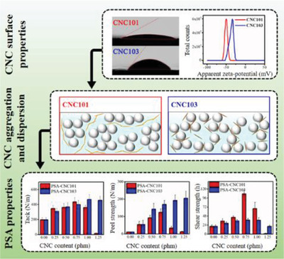 Cellulose Nanocrystal (CNC)–Latex Nanocomposites: Effect of CNC Hydrophilicity and Charge on Rheological, Mechanical, and Adhesive Properties