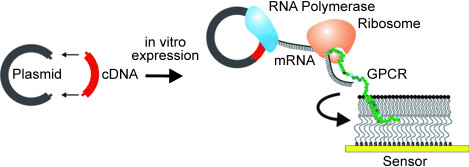 Incorporation of In Vitro Synthesized GPCR into a Tethered Artificial Lipid Membrane System