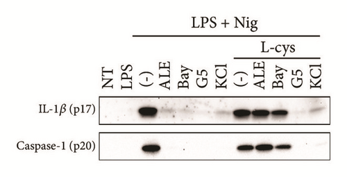 Details are in the caption following the image