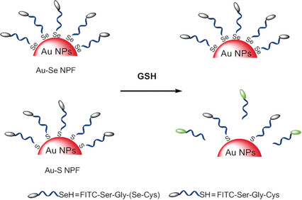 Avoiding Thiol Compound Interference: A Nanoplatform Based on High-Fidelity Au–Se Bonds for Biological Applications