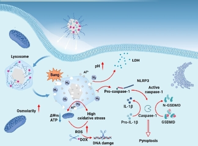 Biodegradable Monometallic Aluminum as a Biotuner for Tumor Pyroptosis