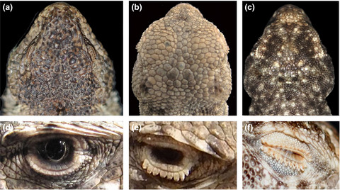 The shadow of the past: Convergence of young and old South American desert lizards as measured by head shape traits